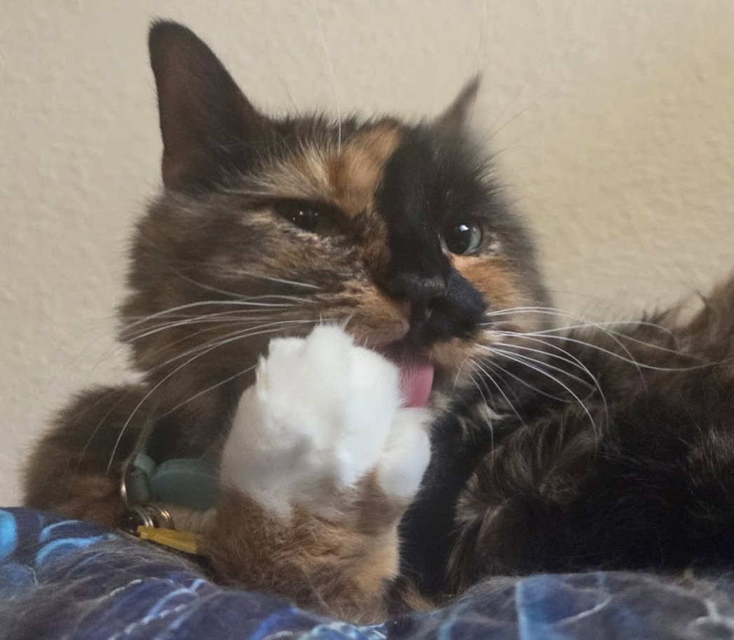 Tortieshell cat with her white mitten fist held up to her face as she licks her toes