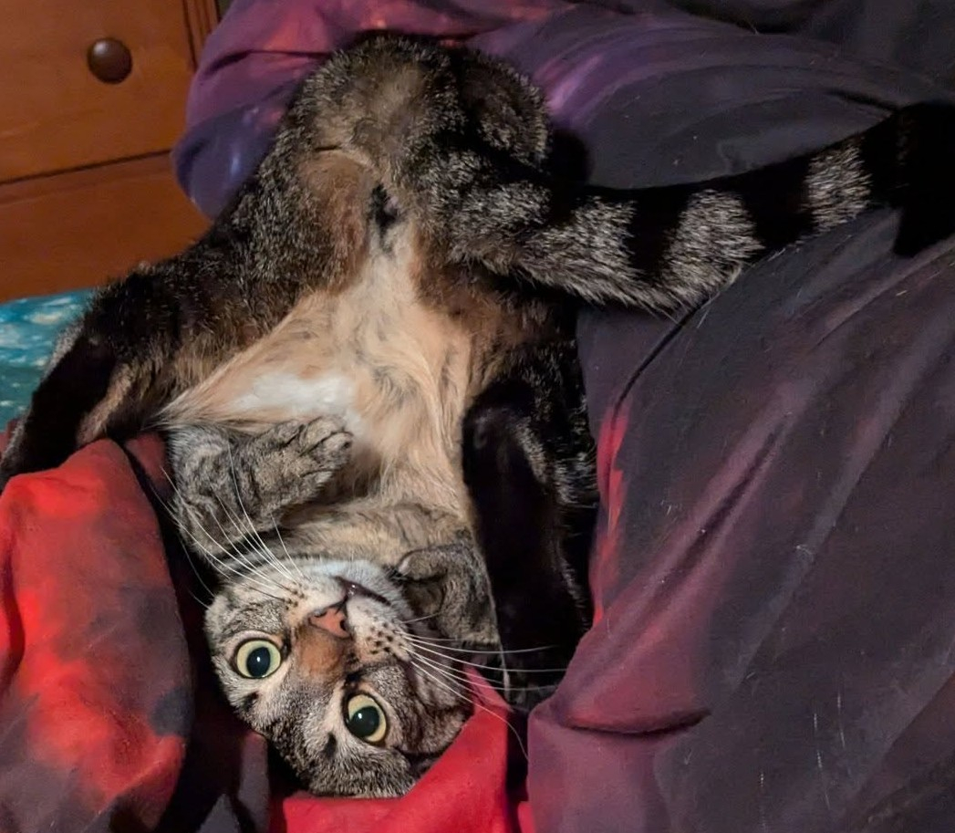 Upsidedown grey tabby cat with bum in the air and feet on the red bedspread